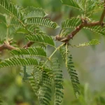 विलायती बबूल