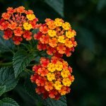 लैंटाना
